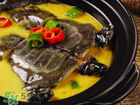 甲魚又叫什么？甲魚吃什么食物