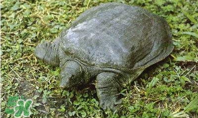 甲魚是烏龜嗎？甲魚是王八嗎？