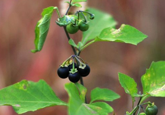 黑天天能吃嗎？黑天天泡蜂蜜好嗎