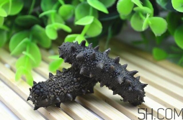 海參是越大越好嗎？海參的生長年限與營養(yǎng)價值有關(guān)嗎？