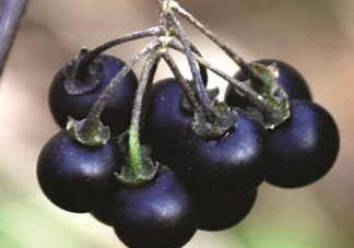 龍葵果可以吃嗎？龍葵果能不能當(dāng)水果吃