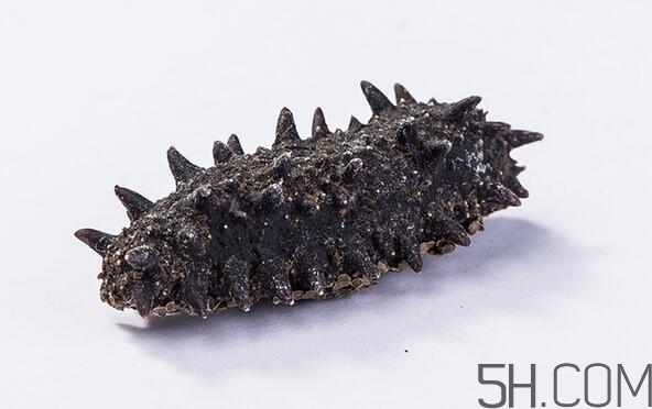 海參是越大越好嗎？海參的生長年限與營養(yǎng)價值有關(guān)嗎？