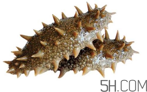 海參哪些部位不能吃？海參的禁忌人群