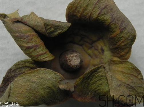 柿蒂是什么東西？柿蒂怎么吃？