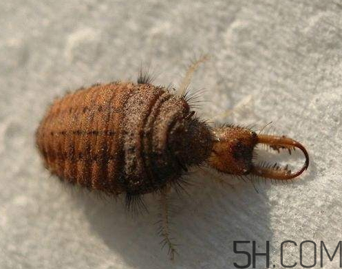 沙牛的功效與作用 沙牛的作用與價(jià)格 沙牛的功效與作用 沙牛的作用與價(jià)格