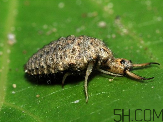 蟻獅怎么養(yǎng) 蟻獅的養(yǎng)殖方法 蟻獅怎么養(yǎng) 蟻獅的養(yǎng)殖方法