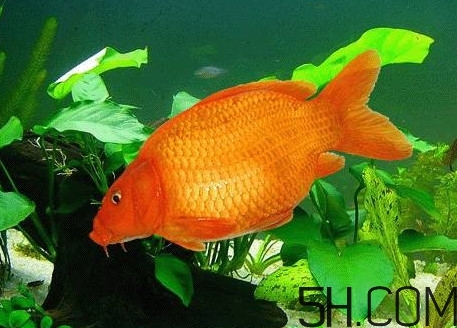 荷包紅鯉魚(yú)多少錢(qián)一斤？荷包紅鯉魚(yú)能吃嗎