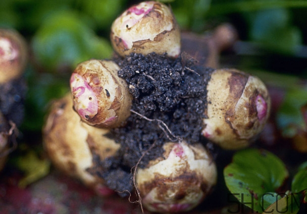 洋姜是什么時候成熟？洋姜是發(fā)物嗎