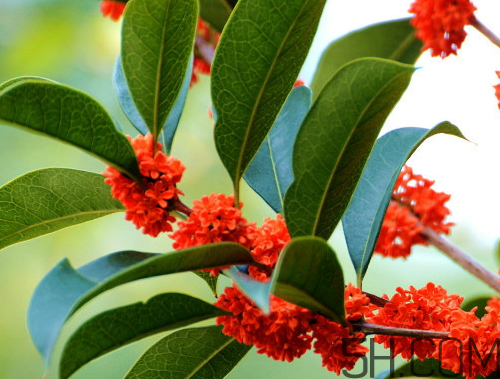 丹桂和金桂哪個(gè)好 丹桂和金桂的區(qū)別圖片 丹桂和金桂哪個(gè)好 丹桂和金桂的區(qū)別圖片