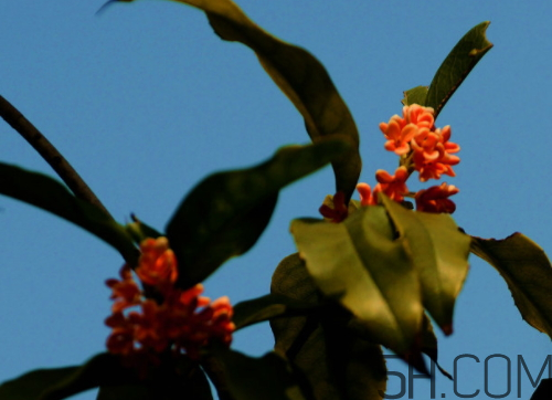 丹桂和金桂哪個(gè)好 丹桂和金桂的區(qū)別圖片 丹桂和金桂哪個(gè)好 丹桂和金桂的區(qū)別圖片