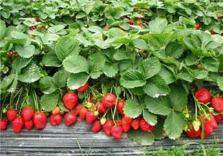 草莓是幾月份的水果？吃草莓可以美白嗎？