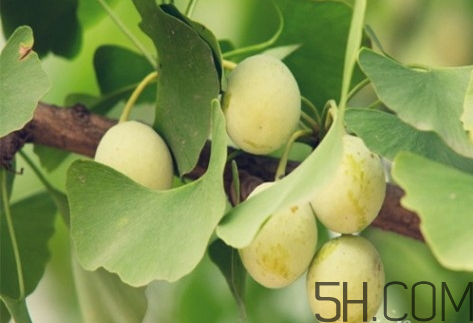 白果為什么是苦的 白果苦能吃嗎 白果為什么是苦的 白果苦能吃嗎