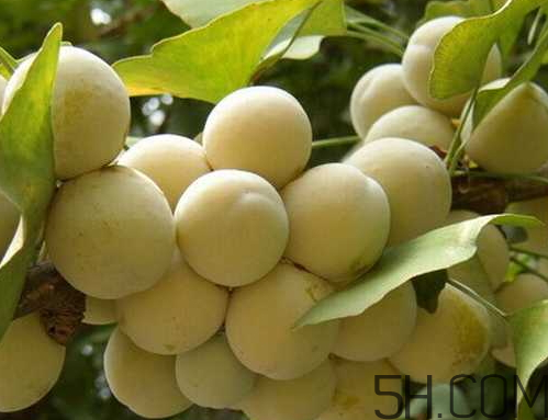 白果為什么不能多吃 白果吃多了會(huì)中毒嗎 白果為什么不能多吃 白果吃多了會(huì)中毒嗎