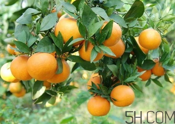 褚橙是冰糖橙嗎？冰糖橙和褚橙有什么區(qū)別