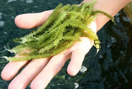 海葡萄怎么保存？海葡萄都有那些吃法