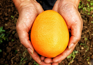 褚橙什么牌子最正宗？褚橙的種植技術