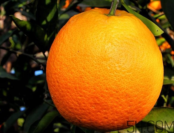 褚橙真的那么好吃嗎？褚橙哪里可以買到