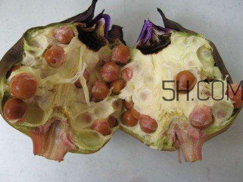 芡實有什么作用？芡實是哪里的特產(chǎn)