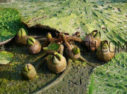 芡實(shí)是蓮子嗎？芡實(shí)是長在哪里的