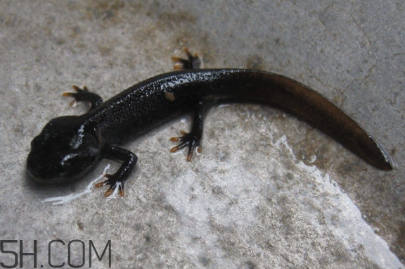 娃娃魚可以吃嗎？娃娃魚有靈性嗎