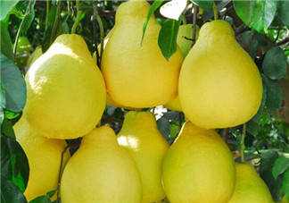 柚子是熱性還是涼性？孕婦能吃柚子嗎？