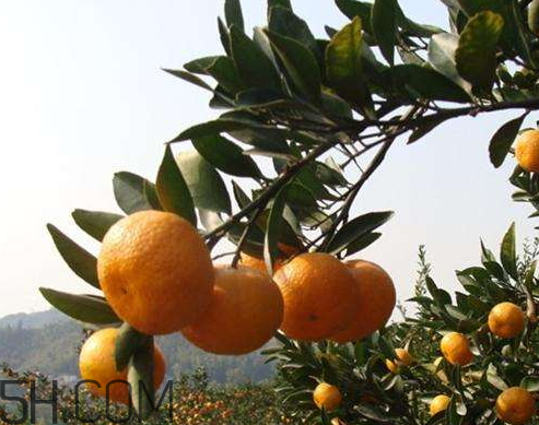 南豐蜜桔什么時候成熟 南豐蜜桔什么時候上市 南豐蜜桔什么時候成熟 南豐蜜桔什么時候上市