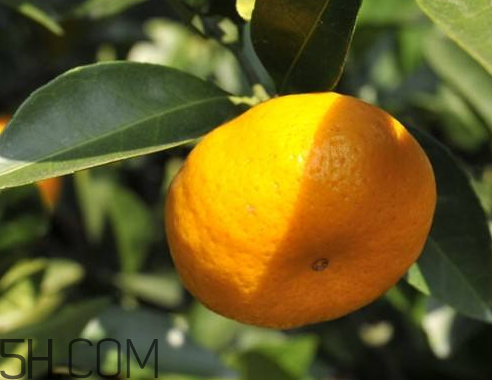 南豐蜜桔什么時候成熟 南豐蜜桔什么時候上市 南豐蜜桔什么時候成熟 南豐蜜桔什么時候上市