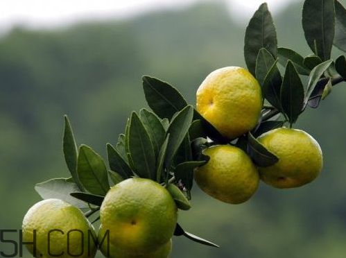 南豐蜜桔節(jié)什么時(shí)候？2017南豐蜜桔節(jié)時(shí)間