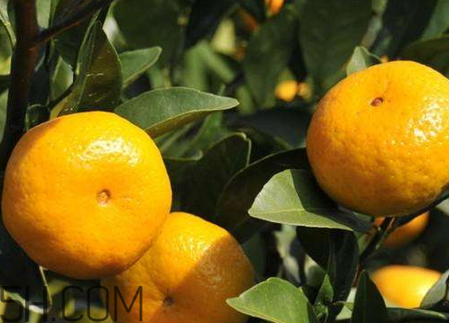 南豐蜜桔節(jié)什么時(shí)候？2017南豐蜜桔節(jié)時(shí)間