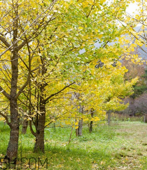 銀杏樹多久結(jié)一次果？銀杏樹能活多久