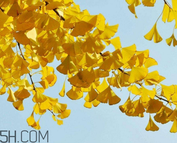 銀杏樹多久結(jié)一次果？銀杏樹能活多久