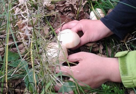 口蘑怎么挑選？口蘑有毒嗎