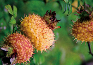 刺梨什么時候成熟？刺梨泡酒有什么功效