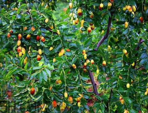 子彈頭棗好吃嗎 子彈頭棗怎么吃 子彈頭棗好吃嗎 子彈頭棗怎么吃