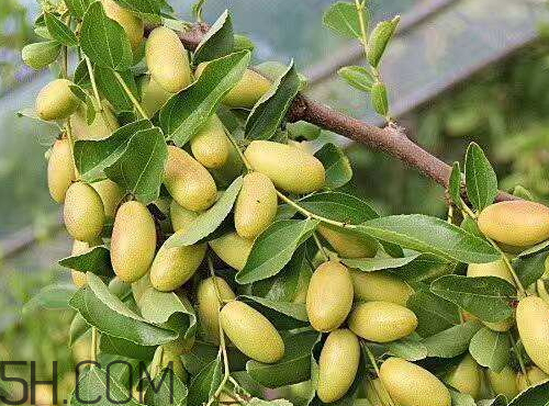 子彈頭棗怎么保存 子彈頭棗能放冰箱嗎 子彈頭棗怎么保存 子彈頭棗能放冰箱嗎