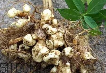 菊芋怎么做好吃？菊芋怎么腌制