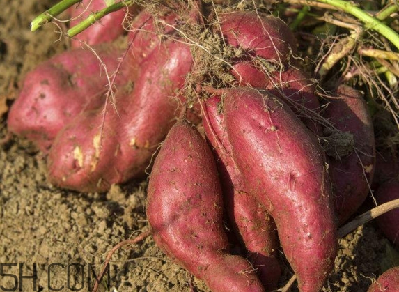 紅薯是什么時(shí)候傳入中國(guó)？紅薯是涼性還是熱性？