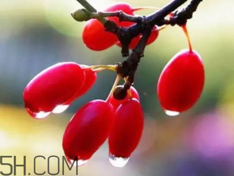 山茱萸可以泡酒嗎 山茱萸怎么泡酒 山茱萸可以泡酒嗎 山茱萸怎么泡酒