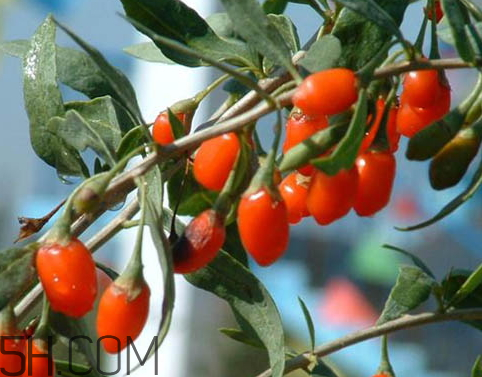 茱萸是什么意思 男人的茱萸是什么意思 茱萸是什么意思 男人的茱萸是什么意思