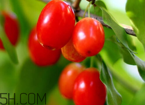 茱萸是什么意思 男人的茱萸是什么意思 茱萸是什么意思 男人的茱萸是什么意思