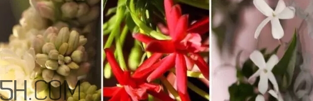 gucci bloom香水好聞嗎？gucci bloom香水香評(píng)