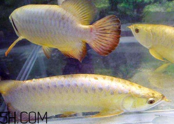 金龍魚有什么寓意？金龍魚有幾個品種