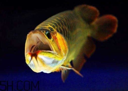 金龍魚有什么寓意？金龍魚有幾個品種