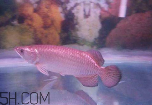 金龍魚是怎么繁殖？養(yǎng)金龍魚有什么講究