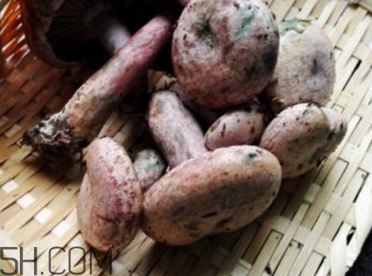 重陽菌燉久了營養(yǎng)會(huì)流失嗎？重陽菌長霉還能吃嗎