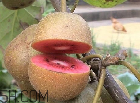 紅心獼猴桃什么時(shí)候成熟 紅心獼猴桃什么時(shí)候吃 紅心獼猴桃什么時(shí)候成熟 紅心獼猴桃什么時(shí)候吃