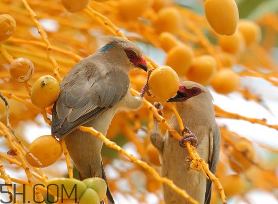 椰棗是哪里的特產(chǎn)？椰棗是棗嗎