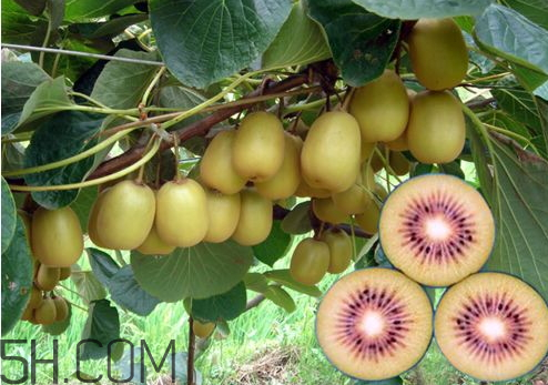 紅心獼猴桃軟了才能吃嗎 紅心獼猴桃怎么變軟 紅心獼猴桃軟了才能吃嗎 紅心獼猴桃怎么變軟