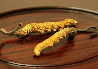 冬蟲(chóng)夏草多少錢(qián)一斤？冬蟲(chóng)夏草回收多少錢(qián)一克