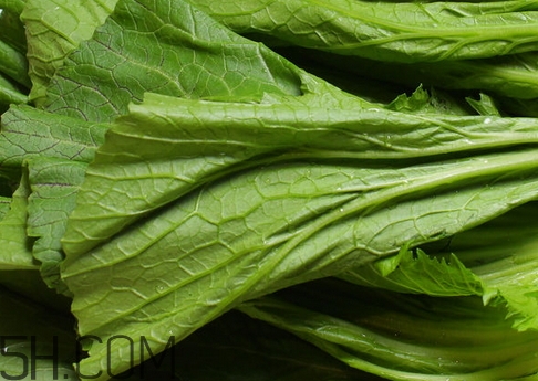 芥菜葉子的營養(yǎng)價值_芥菜葉子的功效與作用 芥菜葉子的營養(yǎng)價值_芥菜葉子的功效與作用